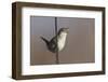 Marsh Wren Singing-DLILLC-Framed Premium Photographic Print