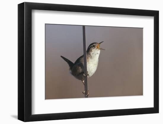 Marsh Wren Singing-DLILLC-Framed Premium Photographic Print