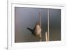 Marsh Wren Singing-DLILLC-Framed Photographic Print