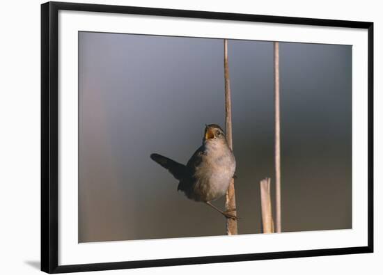 Marsh Wren Singing-DLILLC-Framed Photographic Print