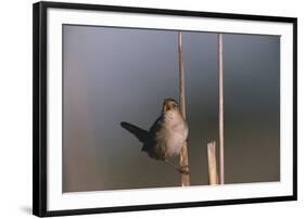 Marsh Wren Singing-DLILLC-Framed Photographic Print