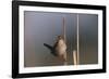 Marsh Wren Singing-DLILLC-Framed Photographic Print