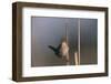 Marsh Wren Singing-DLILLC-Framed Photographic Print