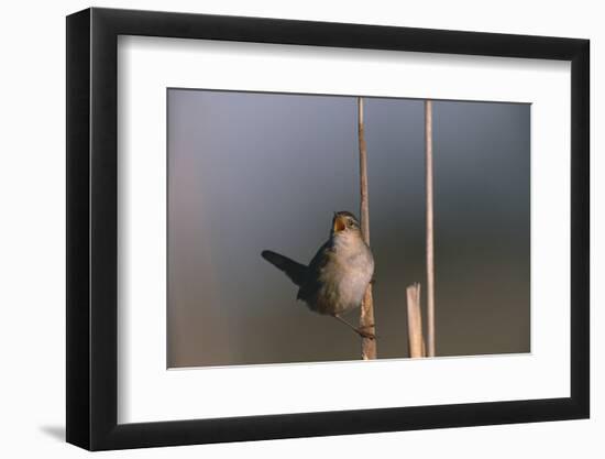 Marsh Wren Singing-DLILLC-Framed Photographic Print