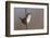 Marsh Wren Singing-DLILLC-Framed Photographic Print