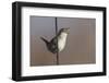 Marsh Wren Singing-DLILLC-Framed Photographic Print