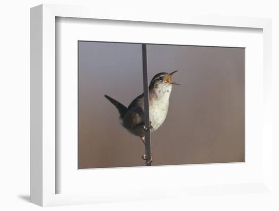 Marsh Wren Singing-DLILLC-Framed Photographic Print