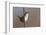 Marsh Wren Singing-DLILLC-Framed Photographic Print
