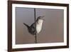 Marsh Wren Singing-DLILLC-Framed Photographic Print