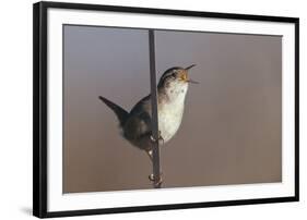 Marsh Wren Singing-DLILLC-Framed Photographic Print