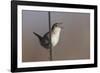 Marsh Wren Singing-DLILLC-Framed Photographic Print