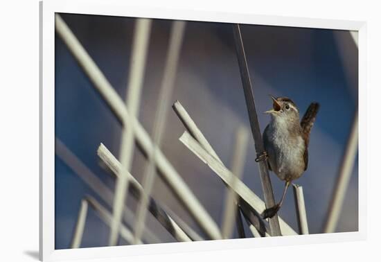 Marsh Wren Singing-DLILLC-Framed Photographic Print