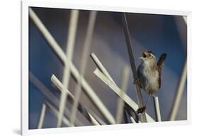 Marsh Wren Singing-DLILLC-Framed Photographic Print