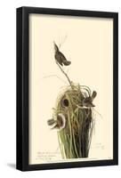 Marsh Wren-null-Framed Poster