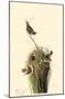 Marsh Wren-null-Mounted Poster