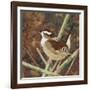 Marsh Wren-Kestrel Michaud-Framed Giclee Print