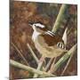 Marsh Wren-Kestrel Michaud-Mounted Giclee Print