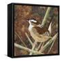 Marsh Wren-Kestrel Michaud-Framed Stretched Canvas