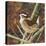 Marsh Wren-Kestrel Michaud-Stretched Canvas