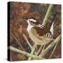 Marsh Wren-Kestrel Michaud-Stretched Canvas