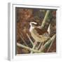 Marsh Wren-Kestrel Michaud-Framed Giclee Print