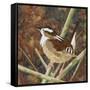 Marsh Wren-Kestrel Michaud-Framed Stretched Canvas