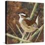 Marsh Wren-Kestrel Michaud-Stretched Canvas