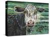 Marshland Cow II-Carolee Vitaletti-Stretched Canvas