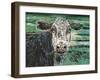 Marshland Cow II-Carolee Vitaletti-Framed Art Print