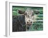 Marshland Cow II-Carolee Vitaletti-Framed Art Print