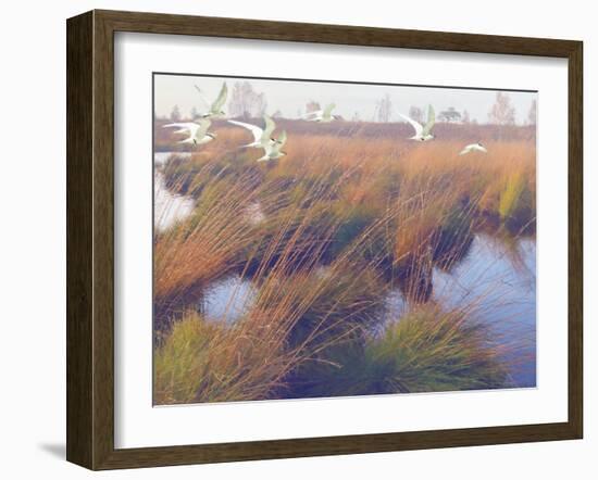 Marshland Hues II-Steve Hunziker-Framed Art Print