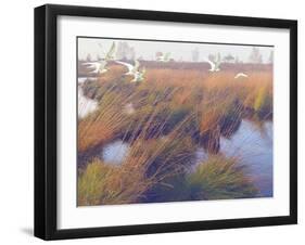 Marshland Hues II-Steve Hunziker-Framed Art Print