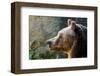 Marsican Brown Bear Profile-null-Framed Art Print