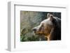 Marsican Brown Bear Profile-null-Framed Art Print