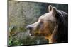 Marsican Brown Bear Profile-null-Mounted Art Print