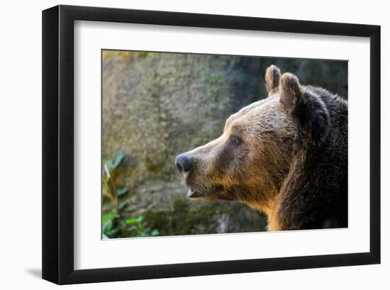 Marsican Brown Bear Profile-null-Framed Art Print