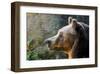 Marsican Brown Bear Profile-null-Framed Art Print