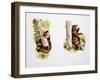 Marsican Brown Bear (Ursus Arctos Marsicanus), Ursidae-null-Framed Giclee Print