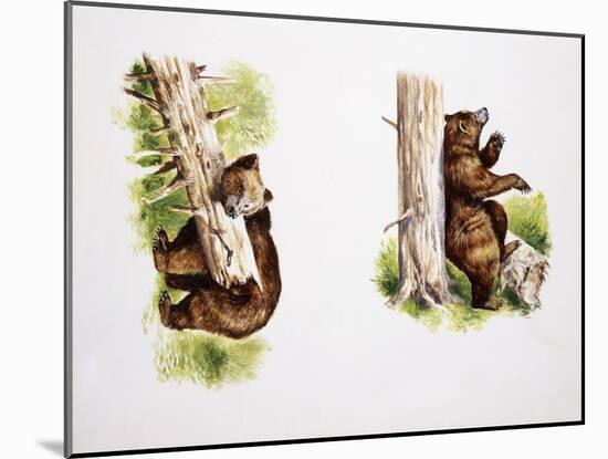 Marsican Brown Bear (Ursus Arctos Marsicanus), Ursidae-null-Mounted Giclee Print