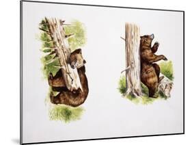 Marsican Brown Bear (Ursus Arctos Marsicanus), Ursidae-null-Mounted Giclee Print