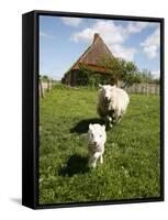 Marsk Lambs at a Farm in Dalen, Jutland, Denmark, Scandinavia, Europe-Yadid Levy-Framed Stretched Canvas