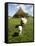 Marsk Lambs at a Farm in Dalen, Jutland, Denmark, Scandinavia, Europe-Yadid Levy-Framed Stretched Canvas