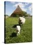 Marsk Lambs at a Farm in Dalen, Jutland, Denmark, Scandinavia, Europe-Yadid Levy-Stretched Canvas