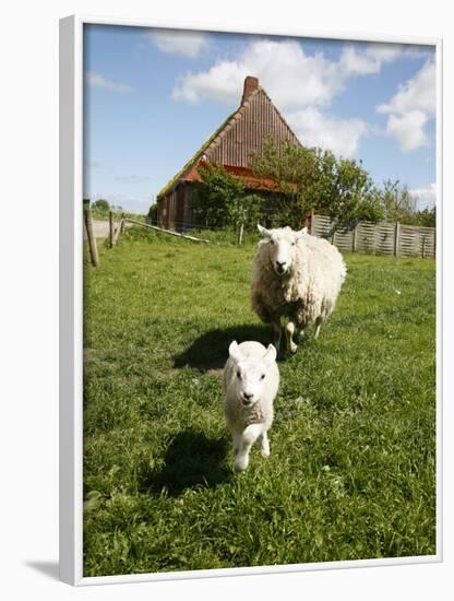 Marsk Lambs at a Farm in Dalen, Jutland, Denmark, Scandinavia, Europe-Yadid Levy-Framed Photographic Print