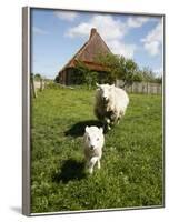 Marsk Lambs at a Farm in Dalen, Jutland, Denmark, Scandinavia, Europe-Yadid Levy-Framed Photographic Print