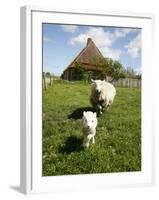 Marsk Lambs at a Farm in Dalen, Jutland, Denmark, Scandinavia, Europe-Yadid Levy-Framed Photographic Print