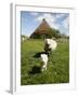 Marsk Lambs at a Farm in Dalen, Jutland, Denmark, Scandinavia, Europe-Yadid Levy-Framed Photographic Print