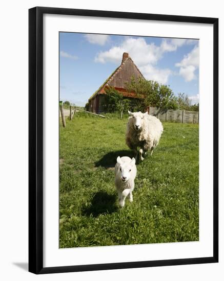 Marsk Lambs at a Farm in Dalen, Jutland, Denmark, Scandinavia, Europe-Yadid Levy-Framed Photographic Print