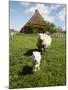 Marsk Lambs at a Farm in Dalen, Jutland, Denmark, Scandinavia, Europe-Yadid Levy-Mounted Photographic Print