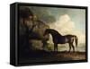 Marske'-George Stubbs-Framed Stretched Canvas